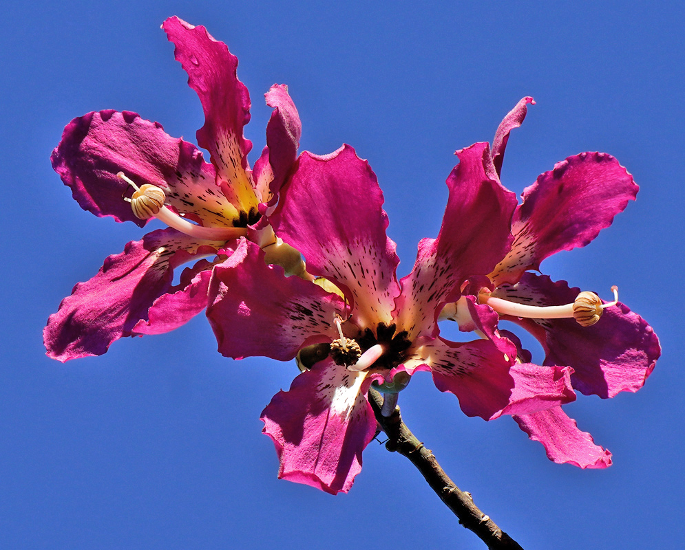Ceiba Speciosa Against Blue Sky Tall Ceiba speciosa tree filled with bright pink flowers, set against a deep blue sky and highlighted by direct sunlight