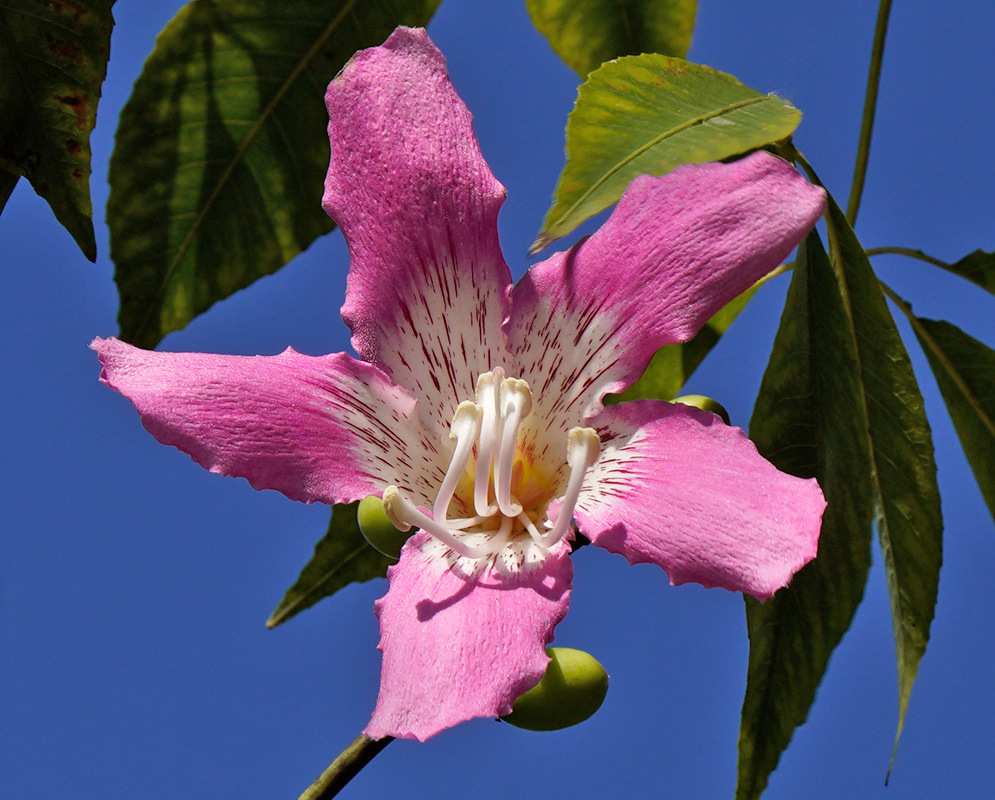 Pink Flower of Ceiba Speciosa A single bright pink Ceiba speciosa flower with wavy petals and a lightly speckled white center emerging from a thick stem