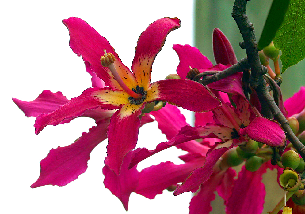 A maroon-pink ceiba speciosa flower with a light yellow center