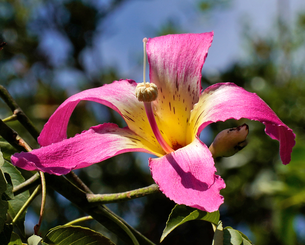 Ceiba Speciosa Pink Flower Close-Up Close-up of a striking Ceiba speciosa flower with rich pink petals and a creamy white center, highlighted by dark speckles