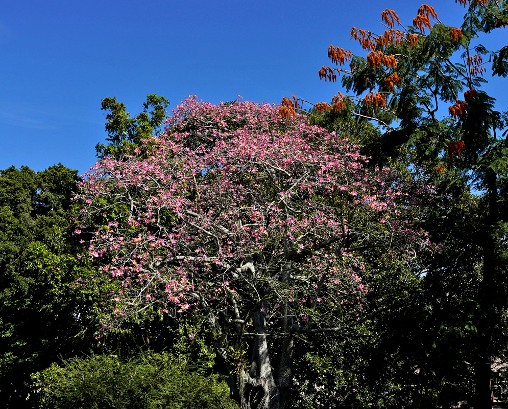 Ceiba Speciosa Pink Tree in Bloom A blooming Ceiba speciosa tree with hundreds of vivid pink flowers decorating the branches in a lush urban landscape
