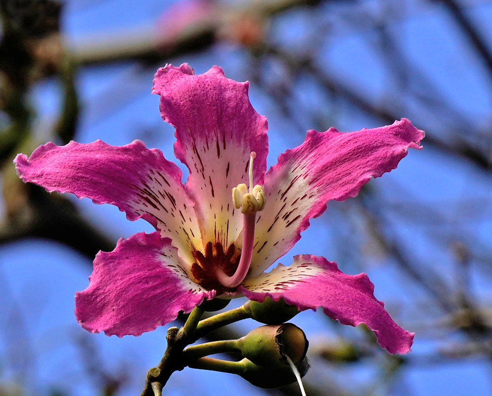 Ceiba Speciosa Blossoms in Pink Multiple pink blossoms of Ceiba speciosa captured in sunlight, displaying their five-petaled form and speckled inner throats