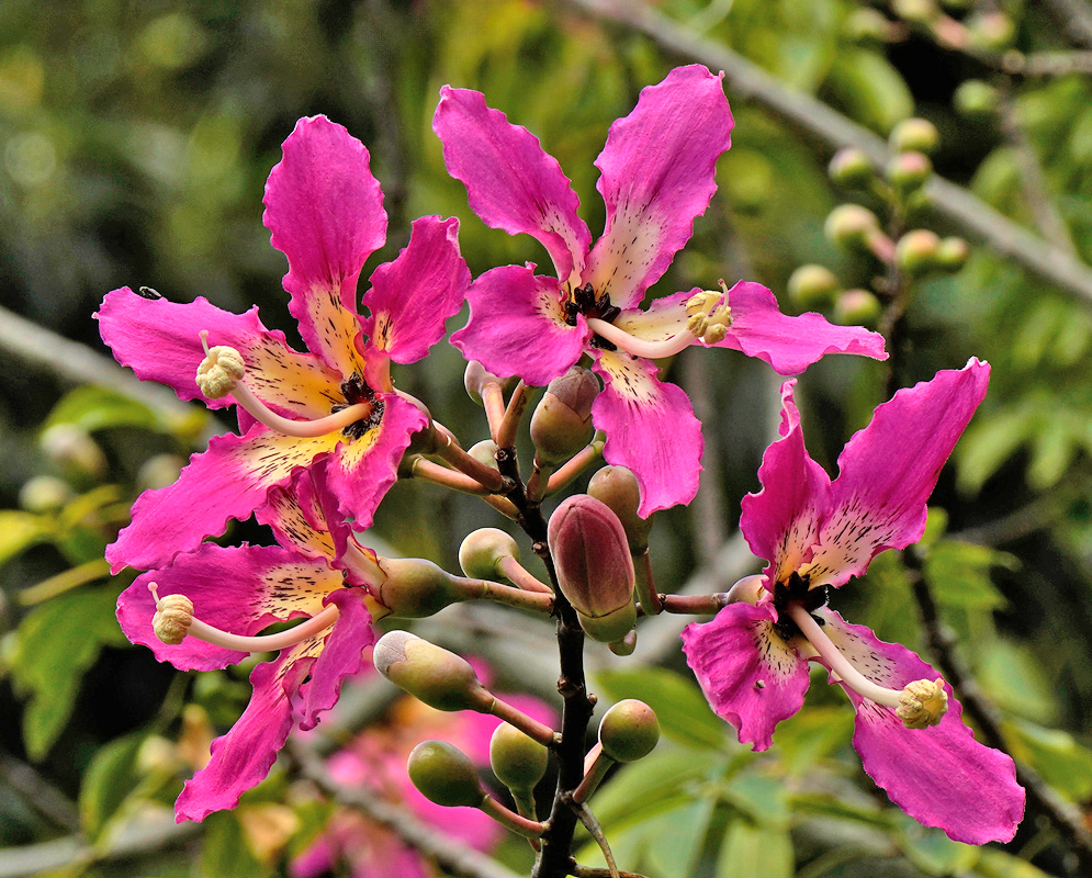 Ceiba Speciosa Rose Pink Flowers Cluster of rose-pink Ceiba speciosa flowers in bloom, with curled edges and speckled inner markings on each petal
