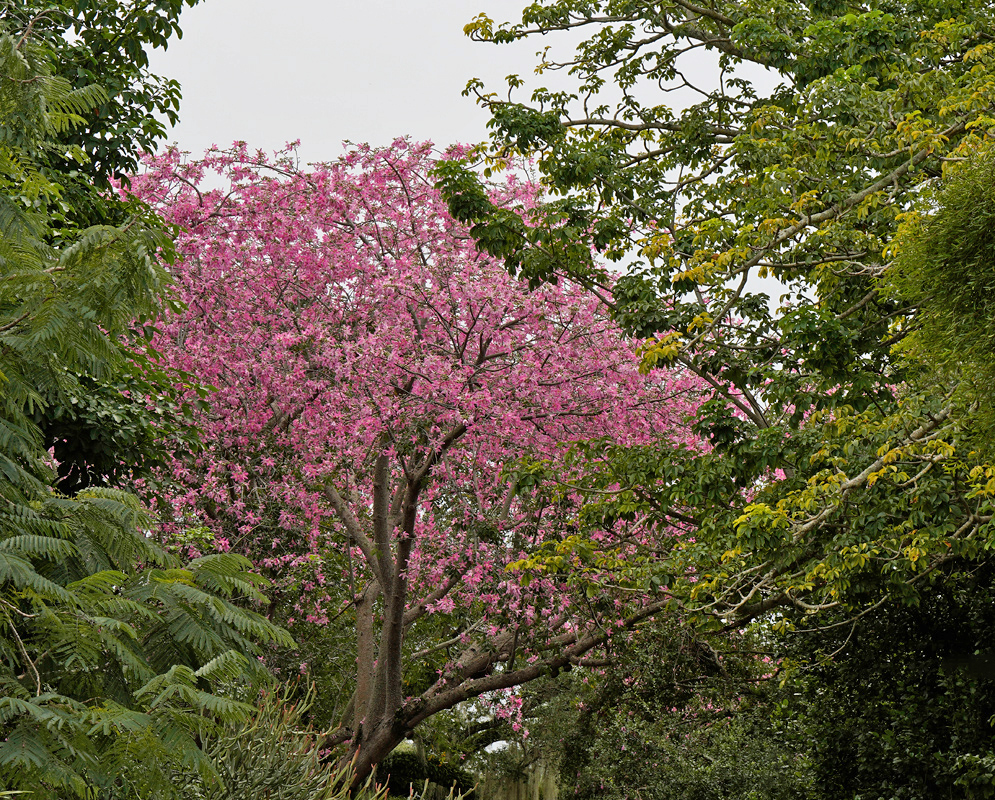 Ceiba Speciosa Tree in Pink Bloom A Ceiba speciosa tree in full bloom, covered in vibrant pink flowers and standing tall in a tropical landscape with a clear sky