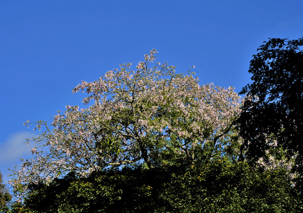 Ceiba Speciosa White Flower Variant Uncommon white-flowered variation of Ceiba speciosa, with delicate white petals tinged with pink and a yellow throat