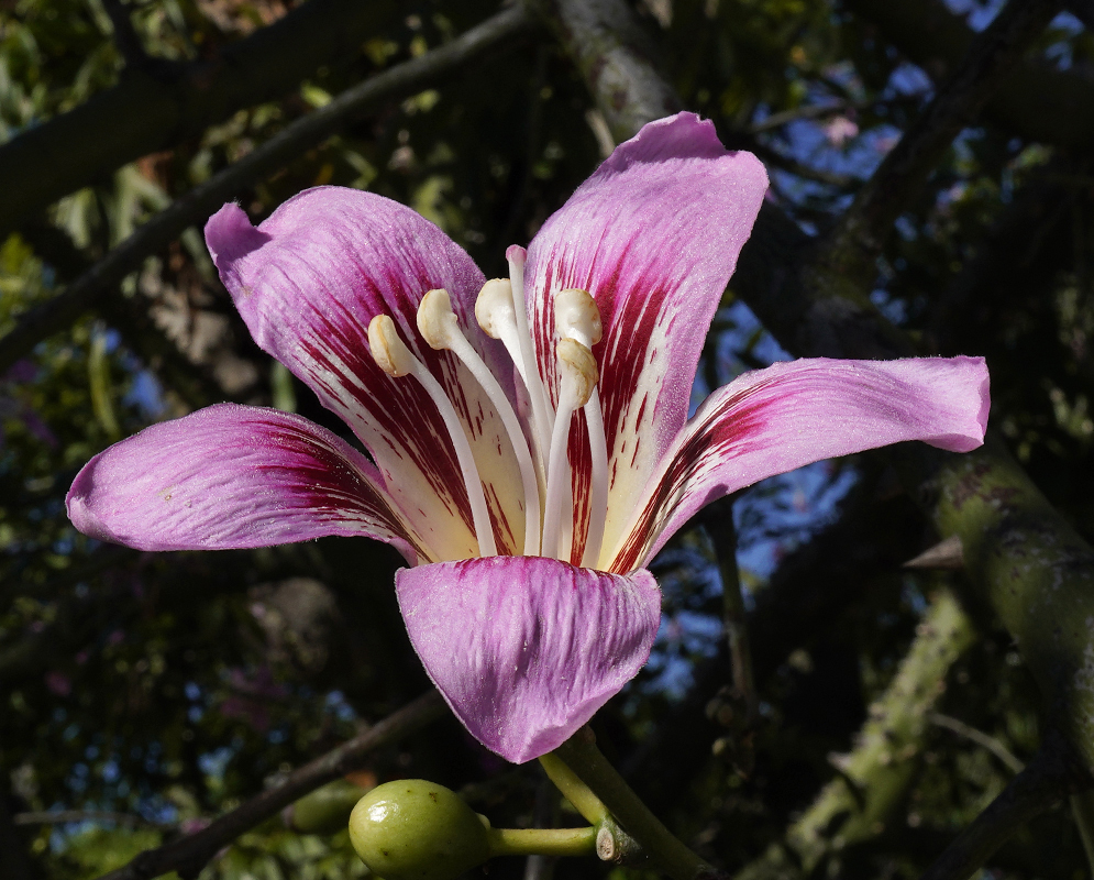 A maroon-pink ceiba speciosa flower with a light yellow center