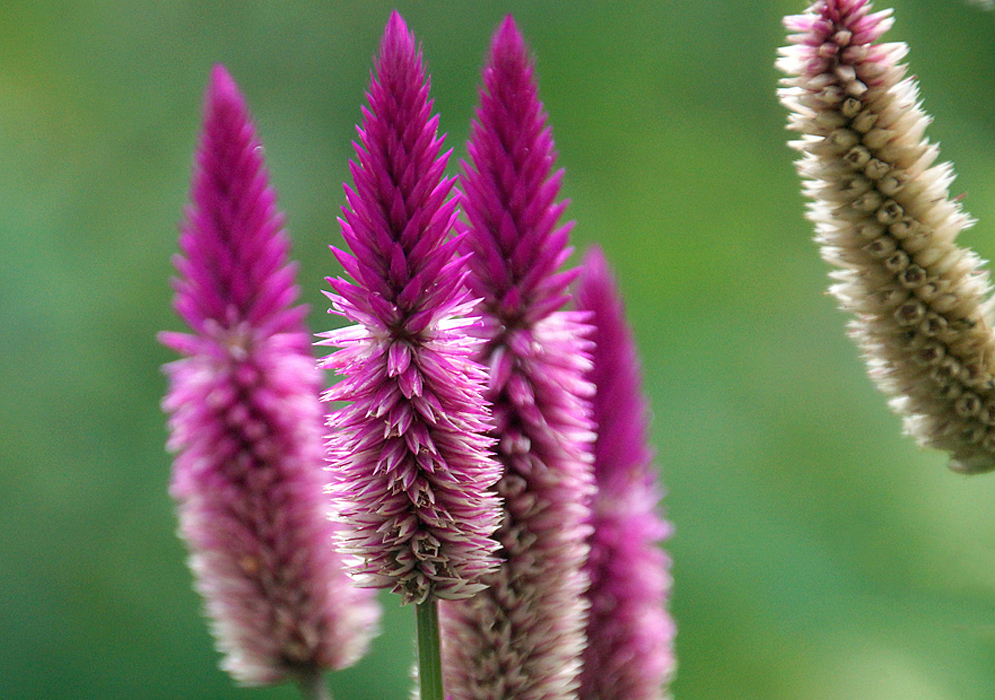 An errect Celosia argentea flower spike with dark magenta-purple buds and white and purple flowers