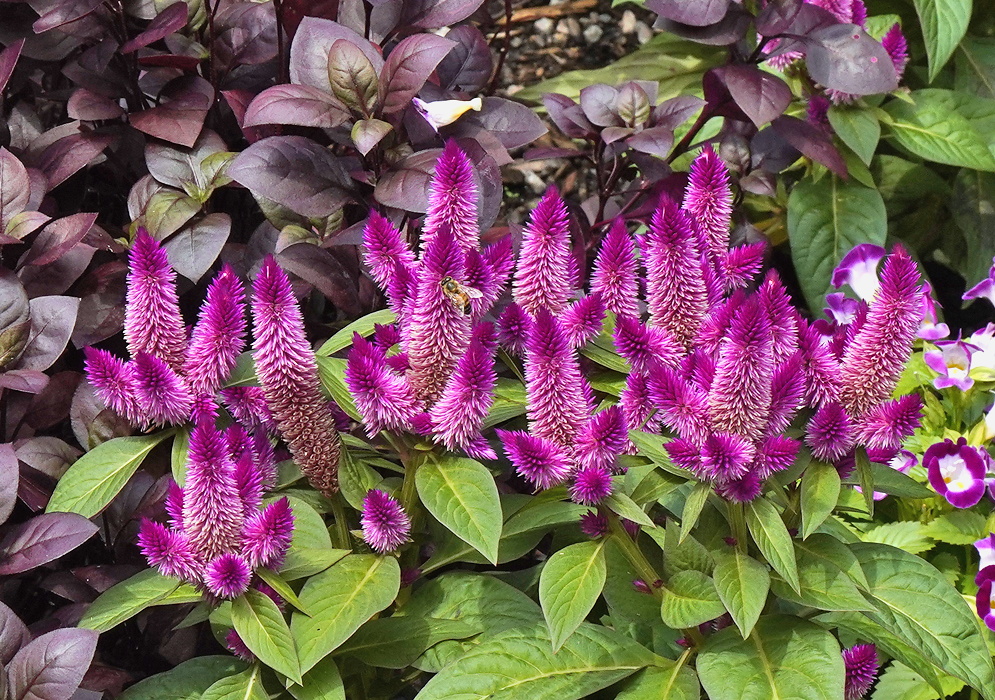 Celosia argentea magenta flowers