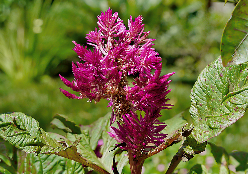 Magenta plume-like Celosia argentea flower heads in sunlight