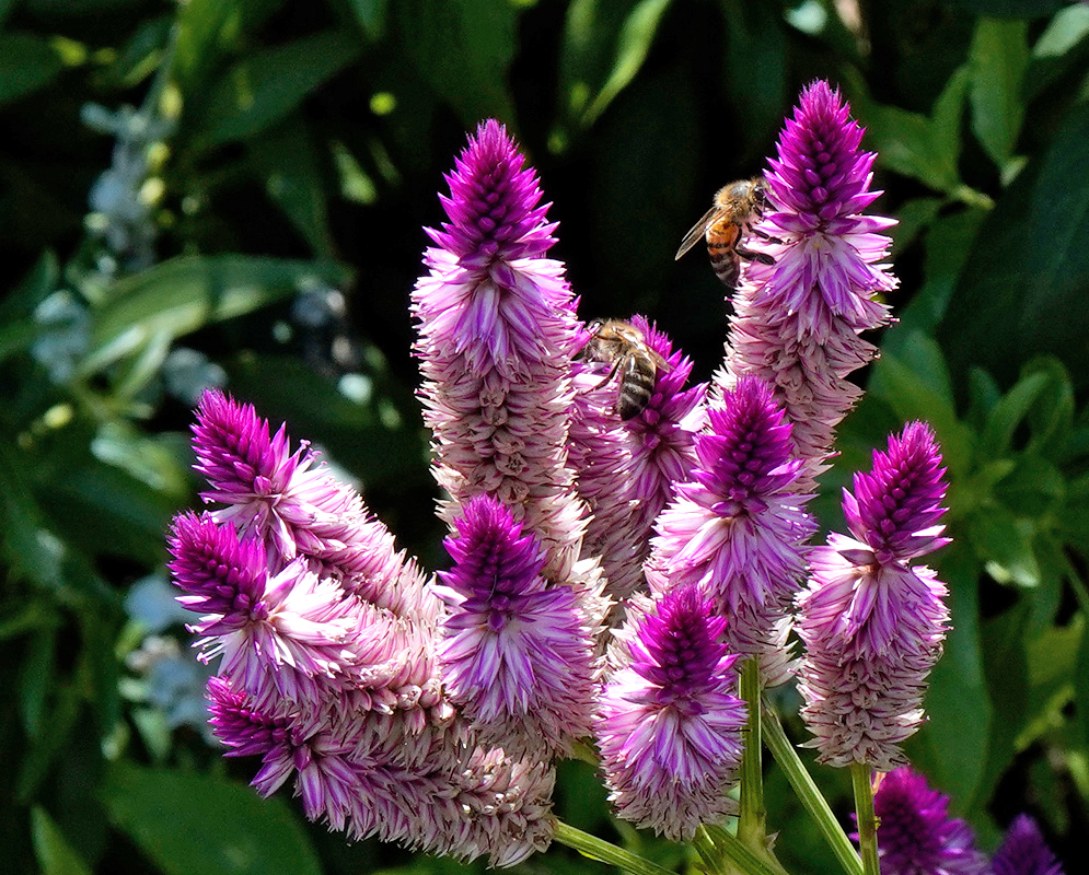 Bees pollinating fluffy cone-shaped purple and pink flower heads of Celosia argentea in lush greenery