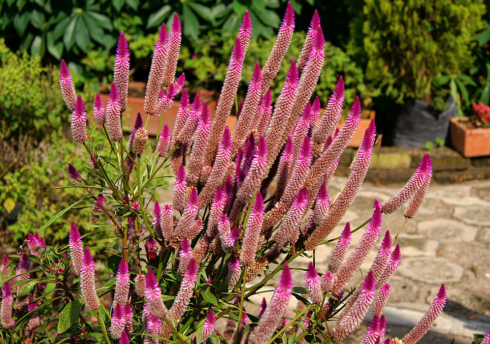 Errect flower spikes with purple-pink buds and white purple flowers