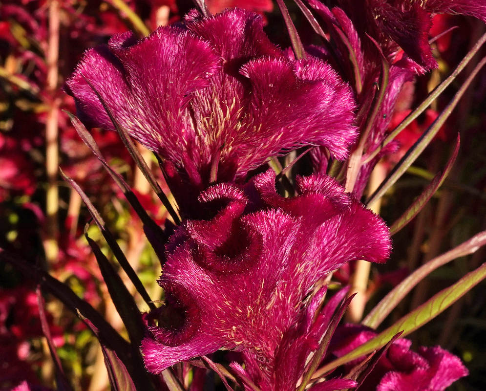 Plumose red Celosia cristata inflorecense