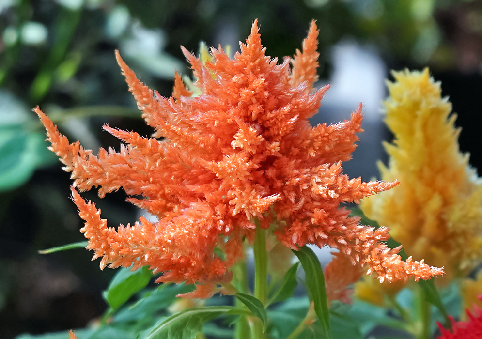 Orange Celosia plumosa plume flower head 