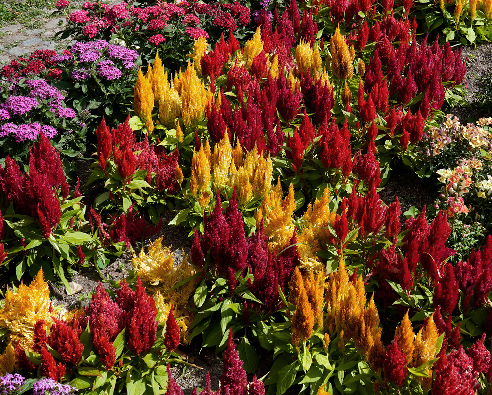 A vibrant garden bed filled with Celosia plumosa in vivid shades of red, yellow, and orange, their feathery plumes standing tall among green leaves and surrounding flowers