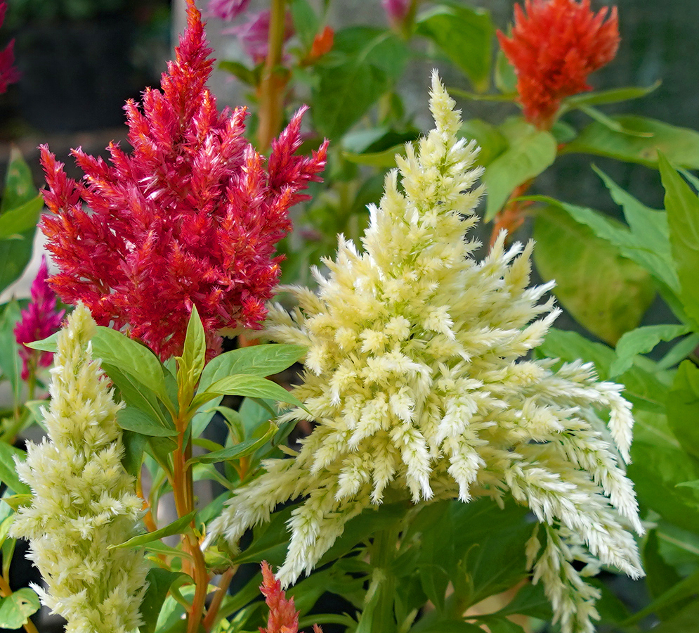 White and Red Celosia plumosa plume flower heads
