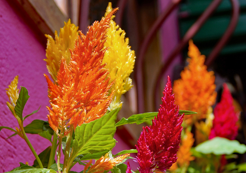 Fluffy orange and red Celosia plumosa flowers in sunlight