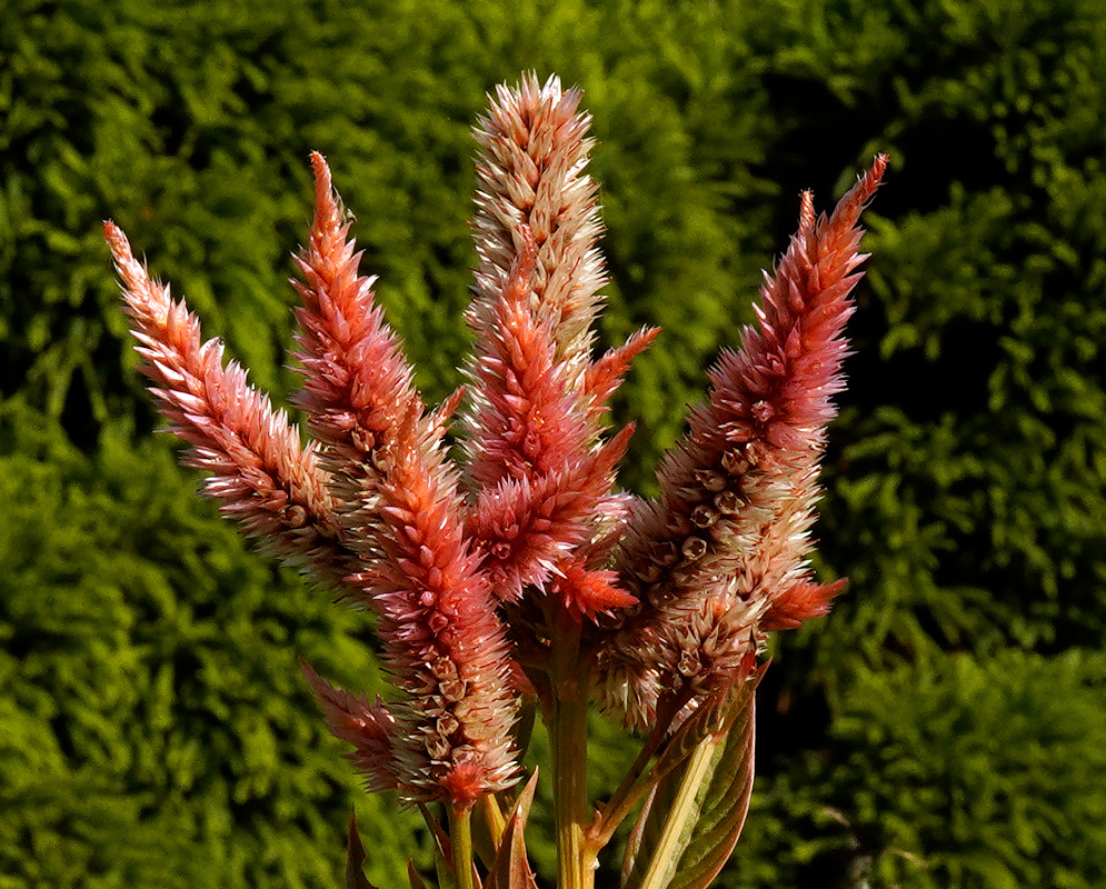 Upright spikes of Celosia spicata 'Celway Salmon' with soft salmon-pink feathery plumes set against a green background