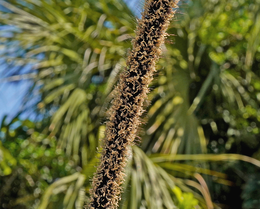 Cenchrus americanus dense cylindrical seed head covered with tightly packed brown bristles