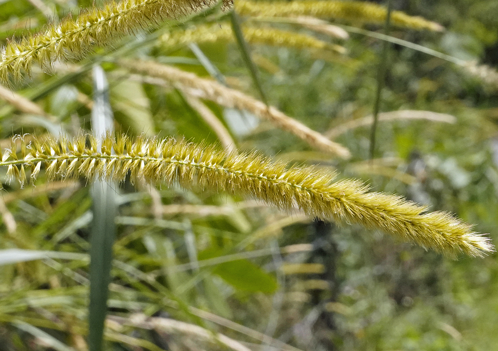 Golden-yellow inflorescence in sunlight