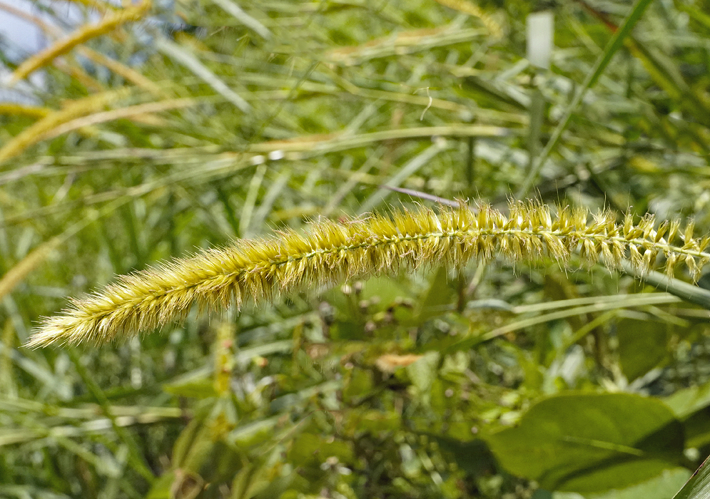 Curving golden-yellow inflorescence in sunlight