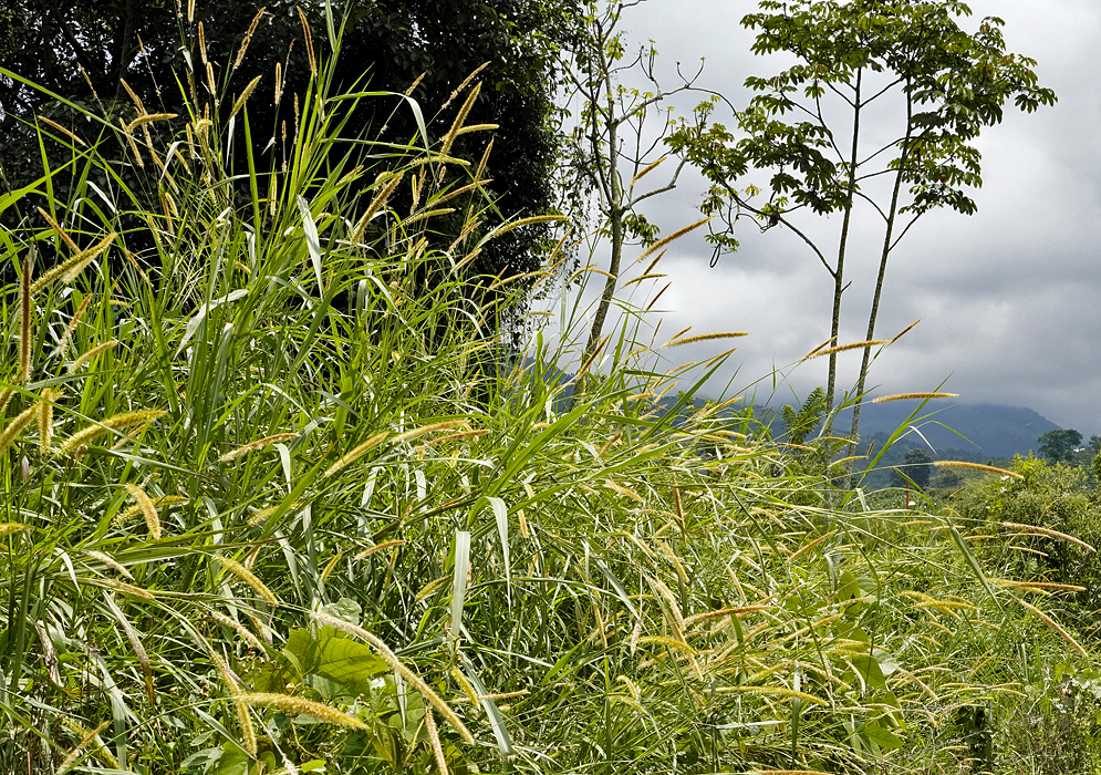 Golden-yellow inflorescences in sunlight