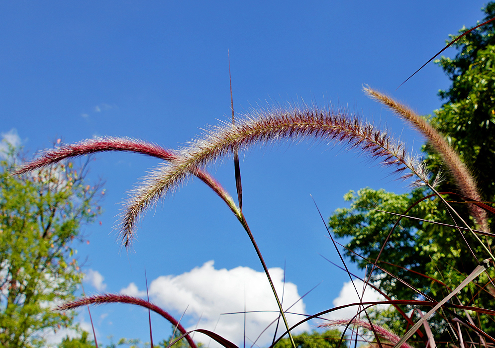 A purplish brown  and white Cenchrus setaceus inflorescence under blue skies