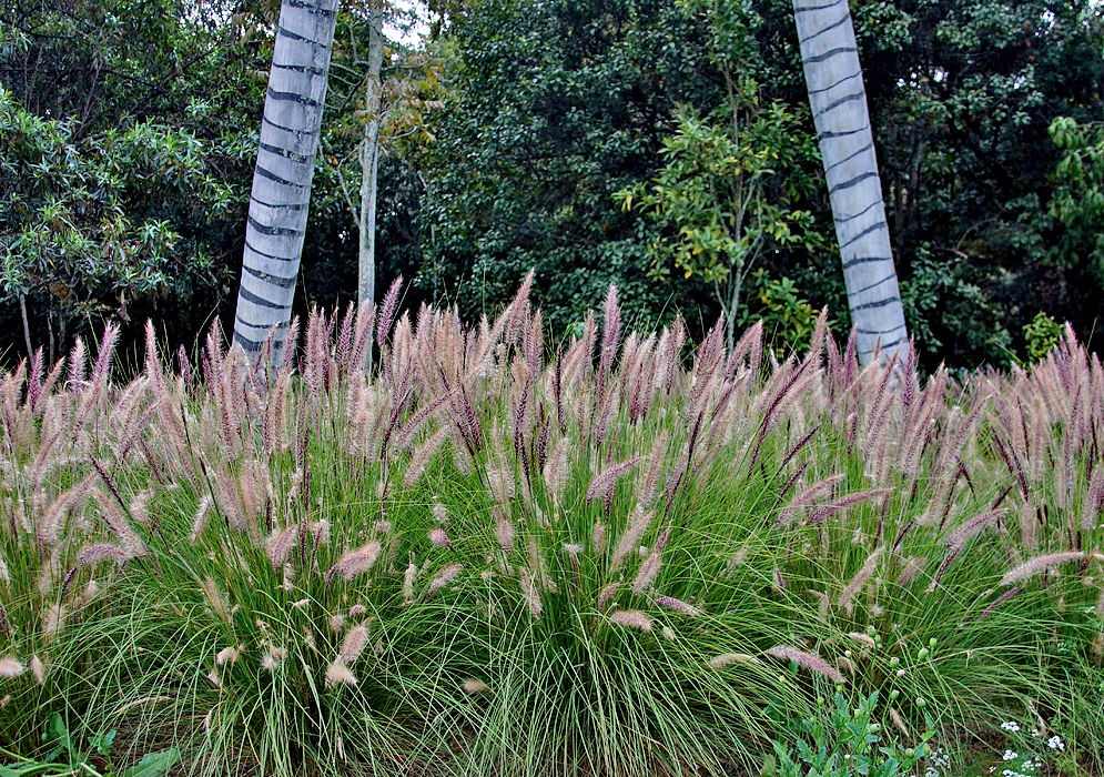  A row of arching Cenchrus setaceus purple and brown flower spikes