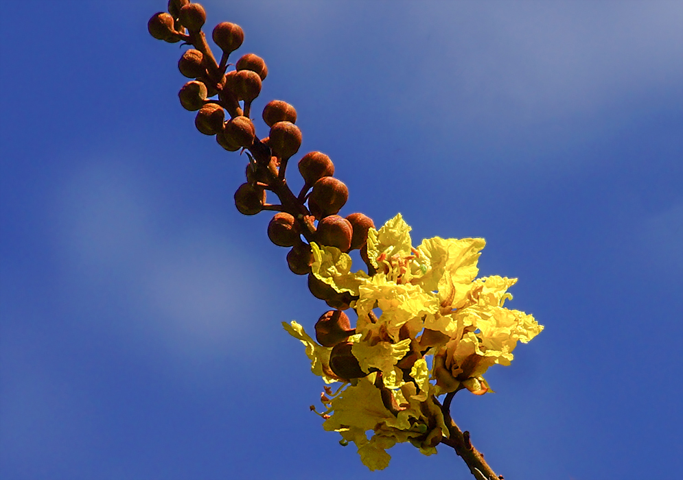 One spike of rust color flower buds and bright yellow flowers under a blue sky