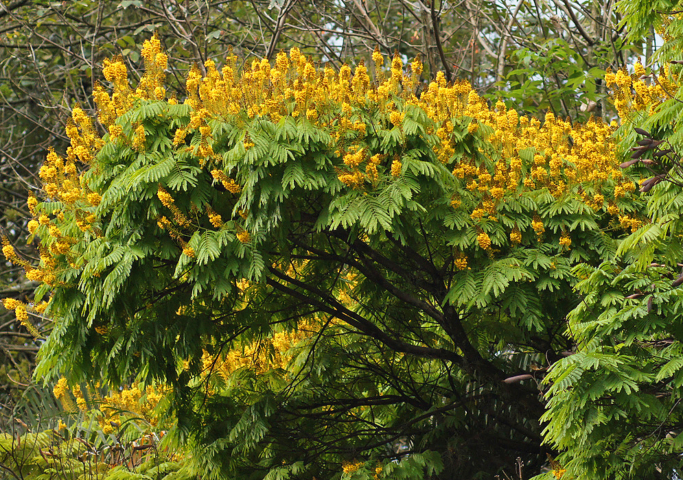 A section of a Cenostigma pluviosum tree topped off with yellow flowers
