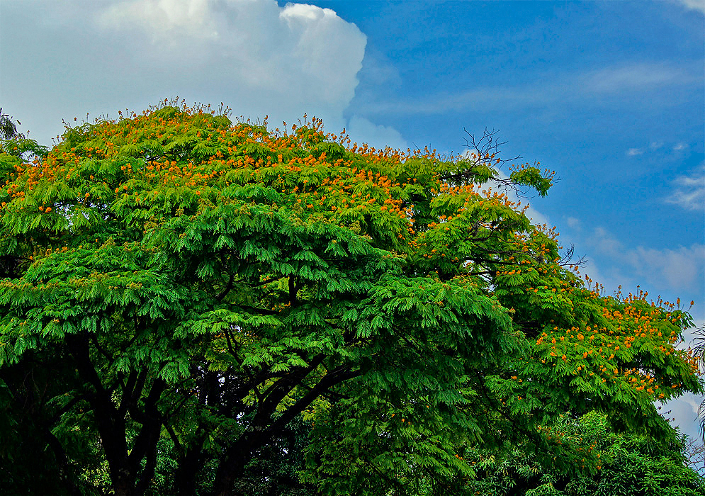 A segment of a large Cenostigma pluviosum tree topped with yellow flowers