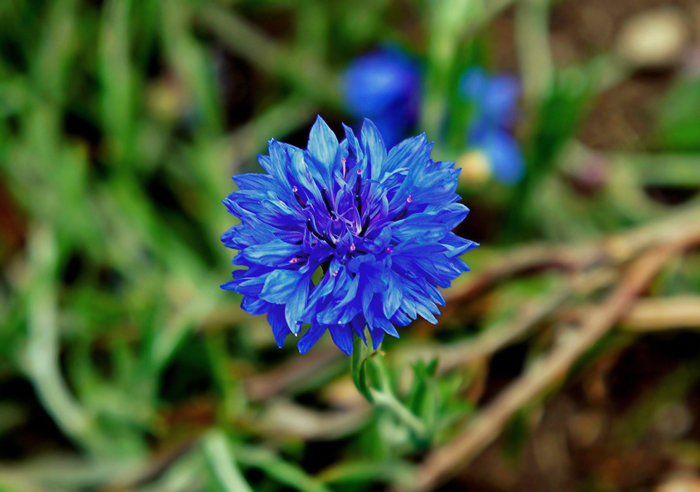 Beautiful intense blue cornflower