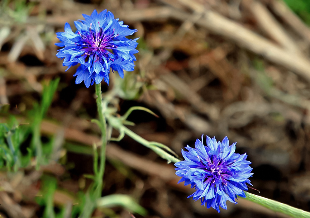 Two Centaurea cyanus flowers with shades of lavender in the center