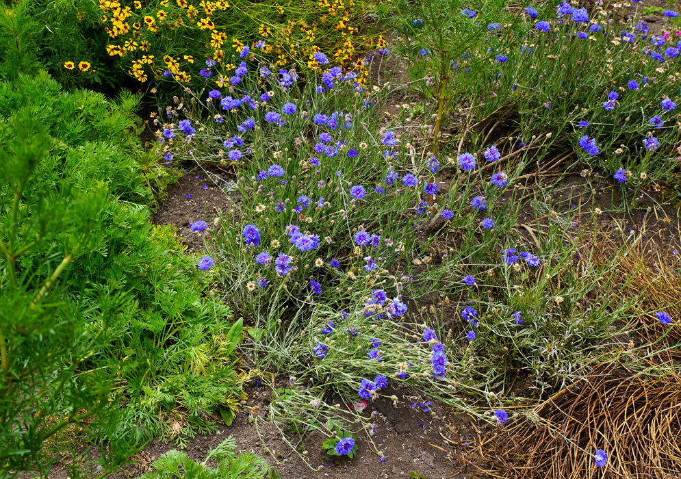 Clumps of Centaurea cyanus blue flowers in a garden
