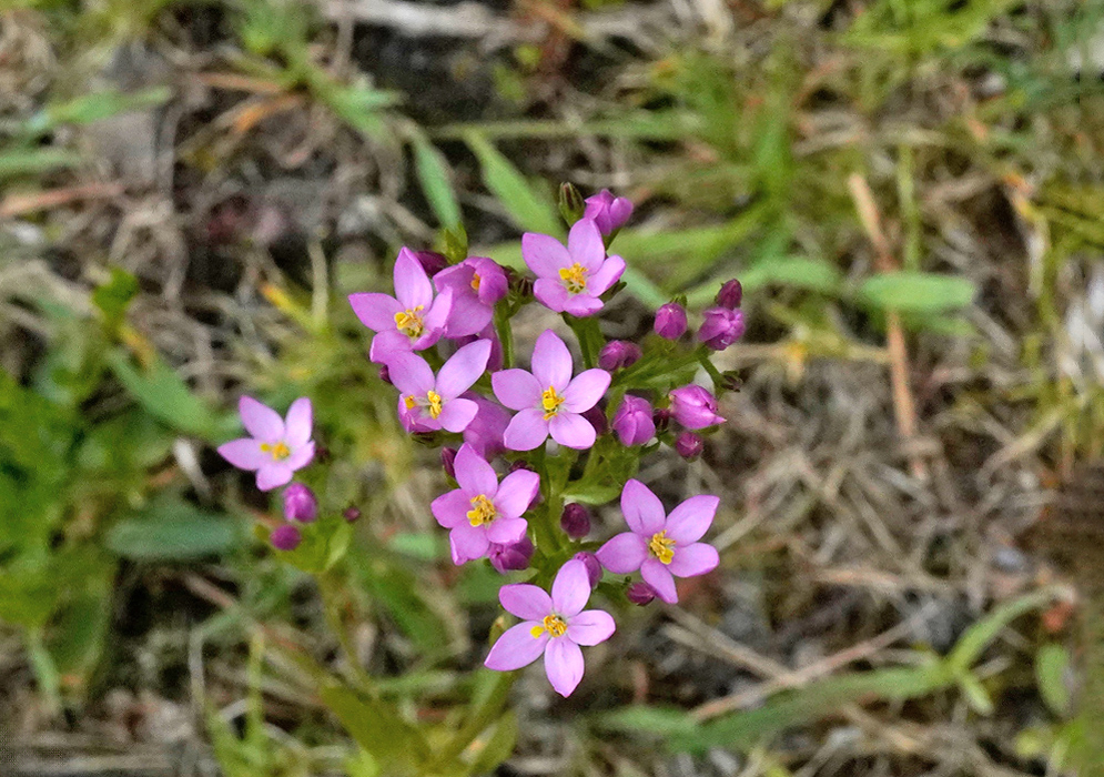 A close-up of Centaurium erythraea showing a cluster of small pink star-shaped flowers with five petals each, yellow centers, and unopened buds against a grassy ground background