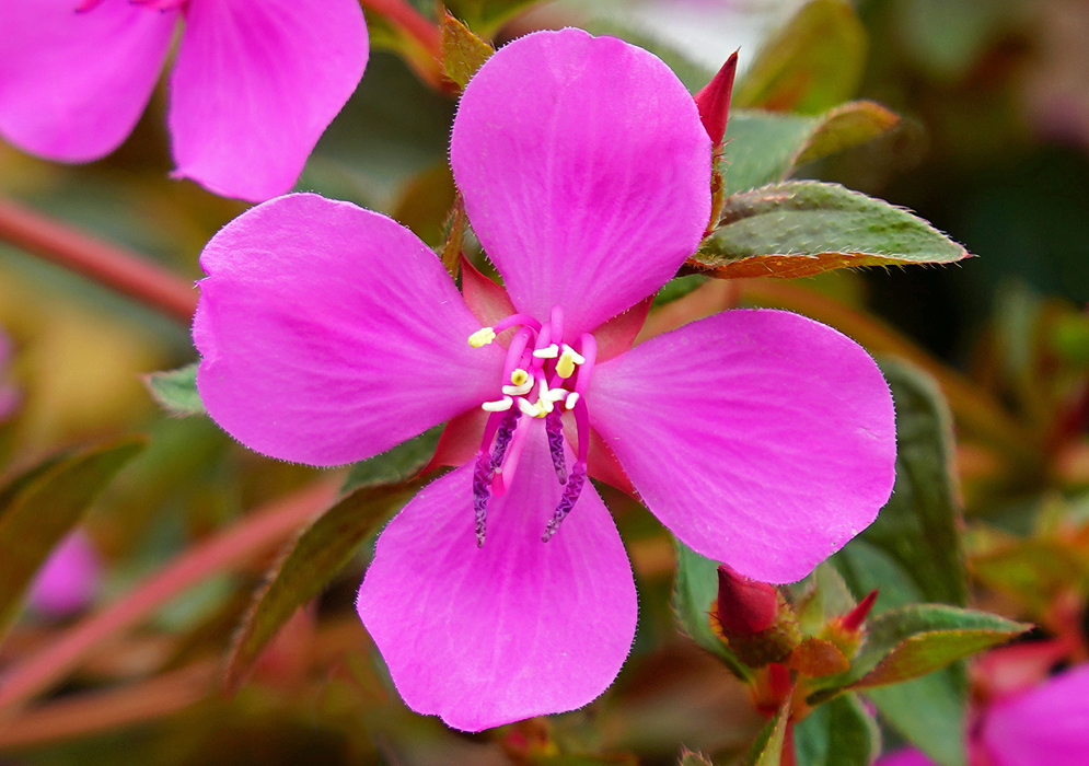 A pink Centradenia floribunda flower with white, purple and yellow anthers
