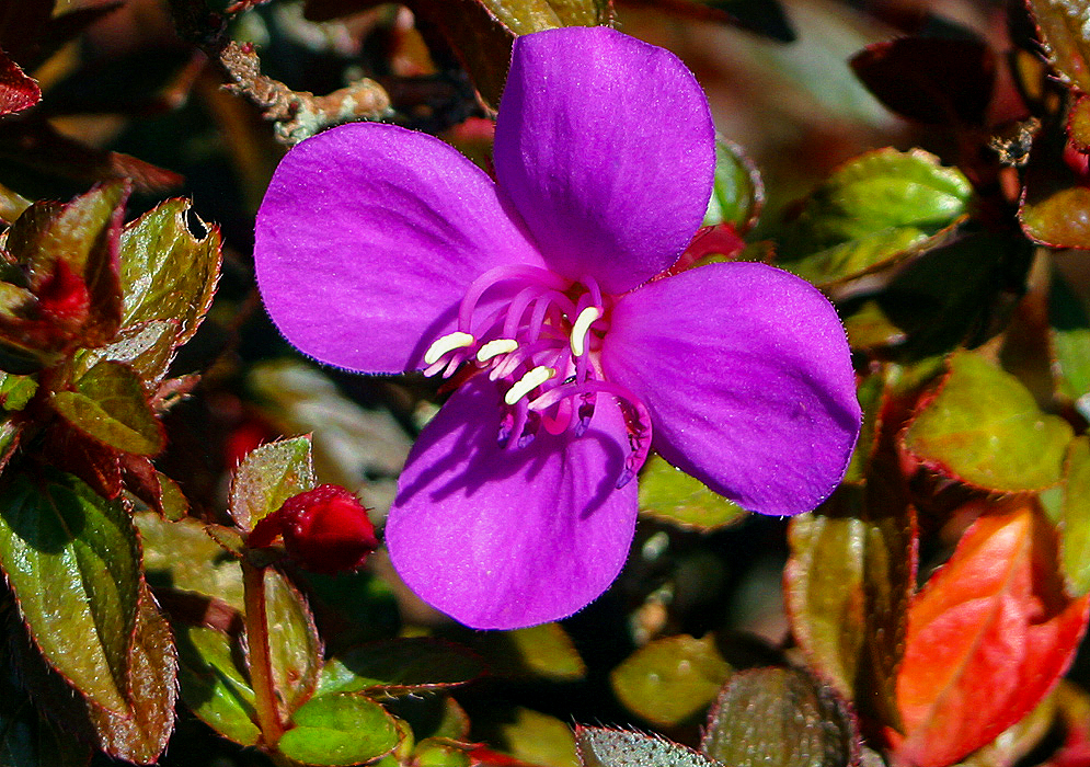 Beautiful purple-pink Centradenia floribunda flower with white anthers in sunlight