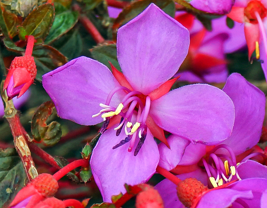 Magenta-pink Centradenia floribunda flower with reddish flower buds