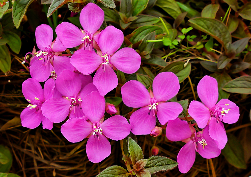 Bright pink Centradenia floribunda flower