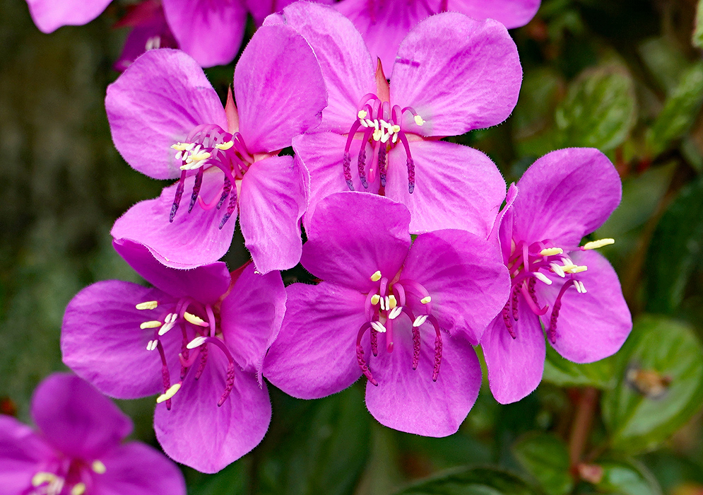 Purple-pink Centradenia floribunda flowers