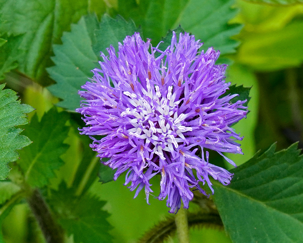 Centratherum punctatum Flower A close-up of a vibrant Centratherum punctatum flower with a dense, thistle-like cluster of purple petals and a white-tipped center surrounded by deep green serrated leaves