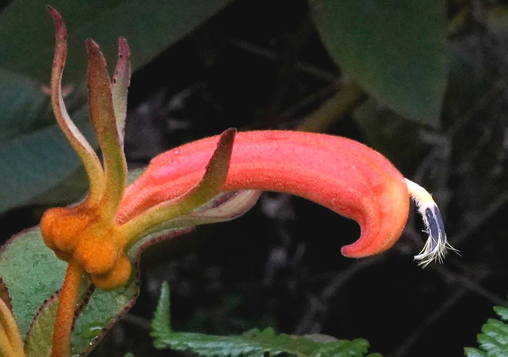 A curved, sickle-shaped orange flower of Centropogon asclepiadeus with a fuzzy texture and dark protruding stamen