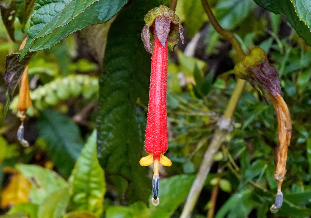 A close-up of the flower of Centropogon comosus, showing its long tubular red corolla with a droplet of water at the tip and yellow petal-like lobes at the base, surrounded by green foliage