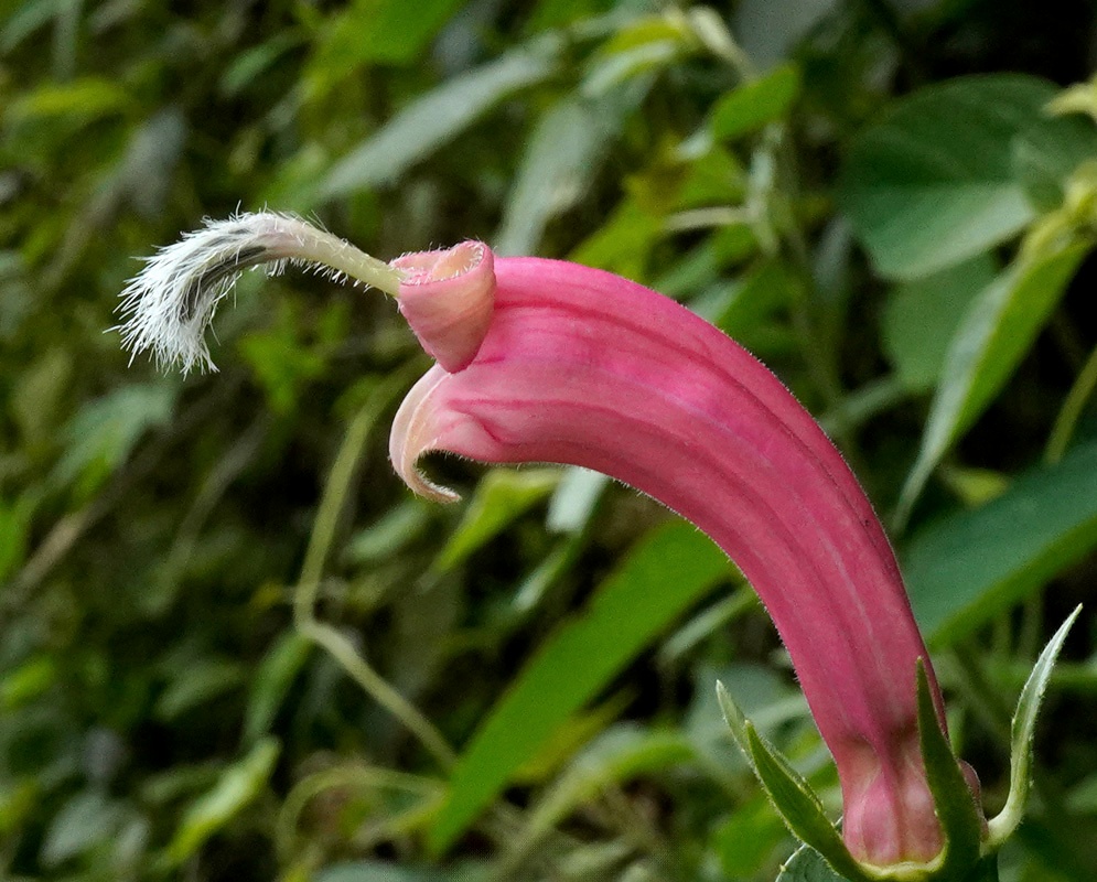 Profile view of a single bright pink sickle shaped flower of Centropogon cornutus with a prominent fuzzy white stamen against green leavesand fuzzy silver tip