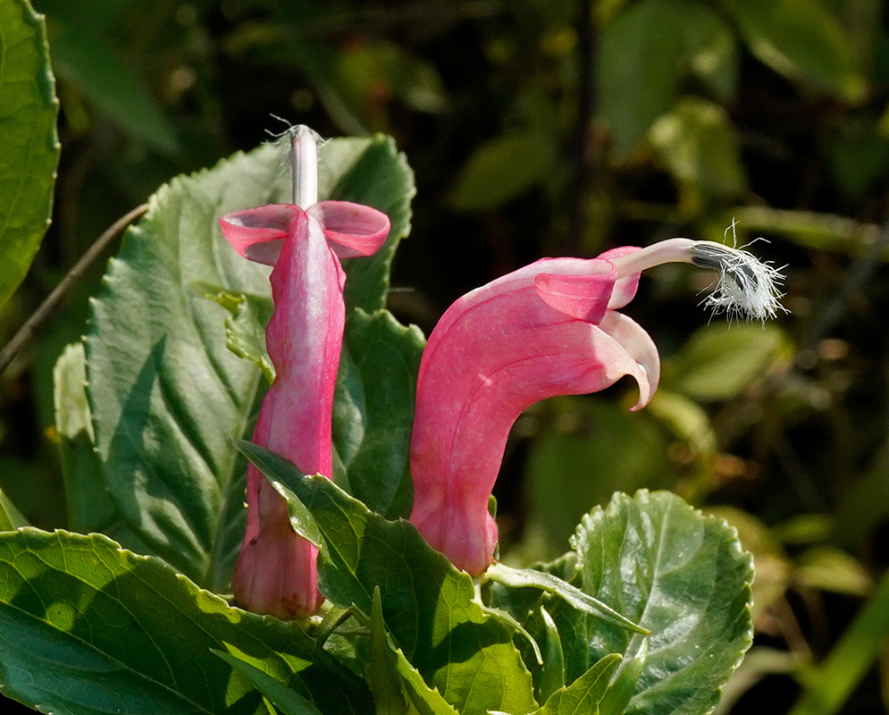 Centropogon cornutus Pink Tubular Flowers Two curved pink tubular blossoms of Centropogon cornutus with small lateral lobes and a white bristly anther brush at the tip, set above glossy serrated leaves in forest light