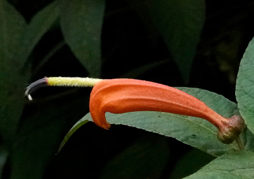 Centropogon ferrugineus Orange Flower Long tubular orange Centropogon ferrugineus flower with yellow fuzzy style and dark tip