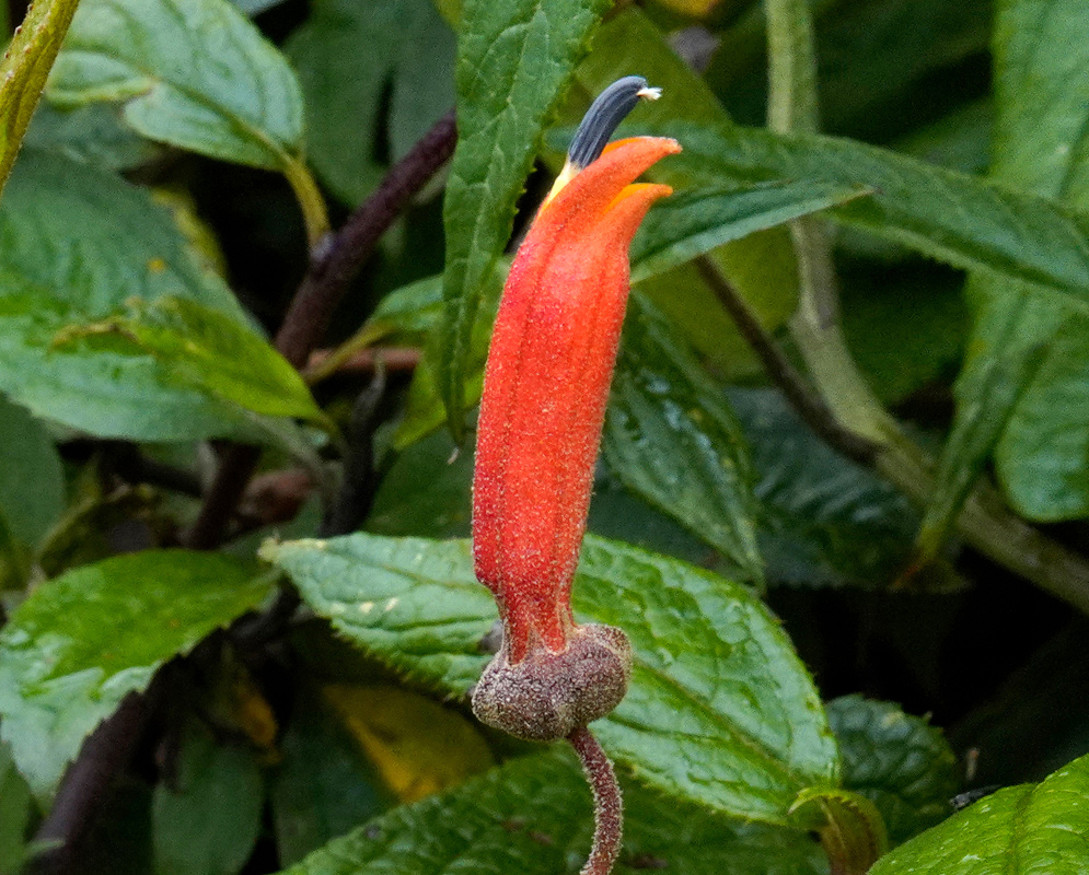 Centropogon ferrugineus Bloom Upright orange Centropogon ferrugineus flower emerging from green foliage