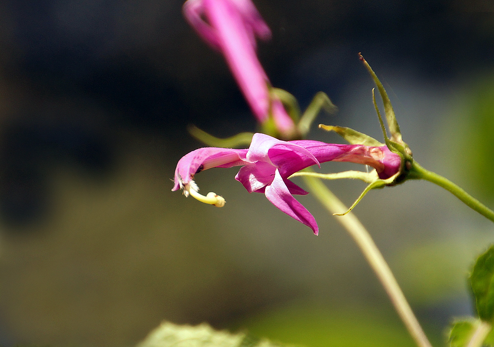 A bright pink Centropogon flower with a white and yellow stamen