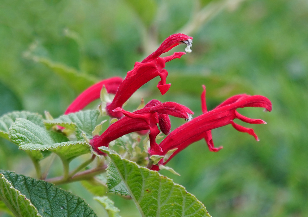 Centropogon red flowers