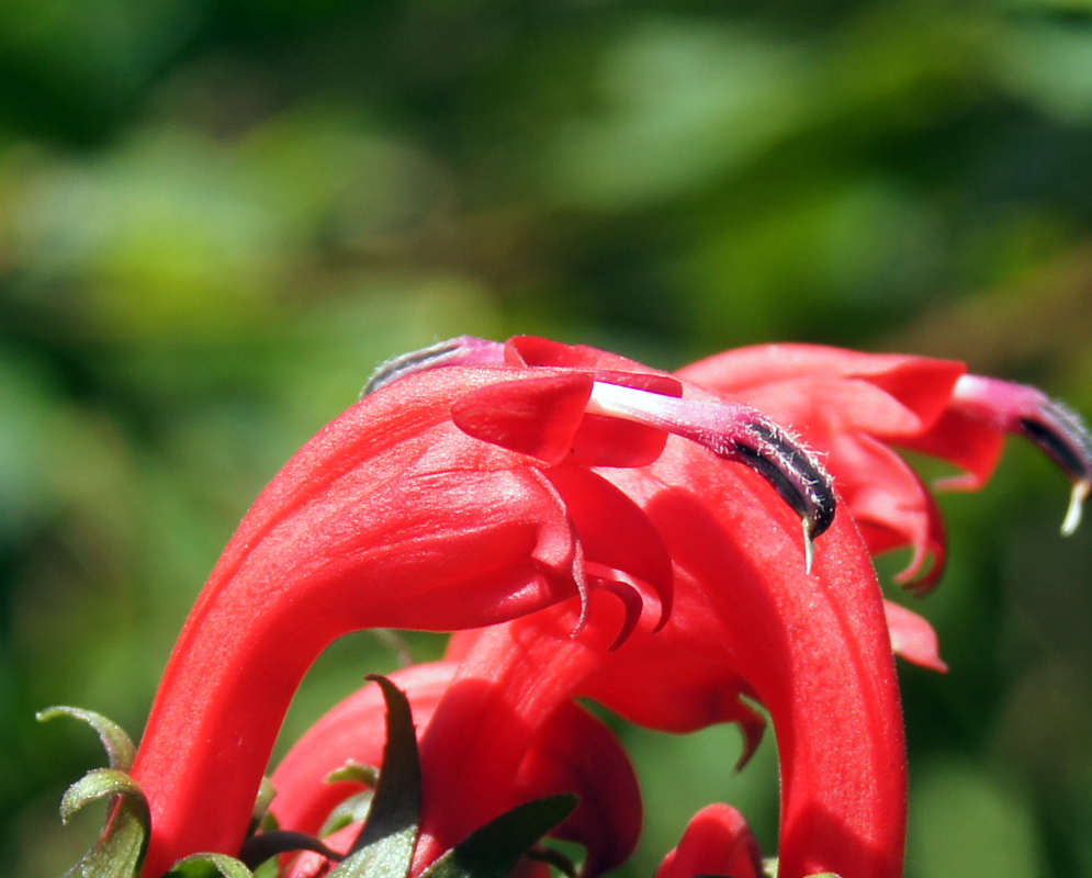 An errect bring red Centropogon flower with black and white stamen in sunlight