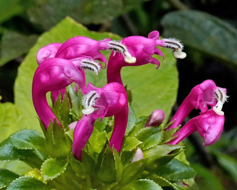 A close-up of Centropogon gamosepalus flowers showing their tubular, curved magenta corollas with white, hairy-tipped styles protruding, surrounded by glossy green foliage